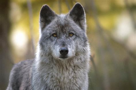 Wolves And Wild Lands In The 21st Century