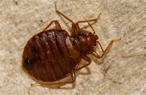 How Do Bed Bugs Travel Between Apartments Prevention Tips