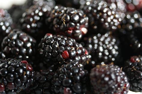 Fresh Ripe Juicy Shiny Blackberries Close Up Background Stock Photo