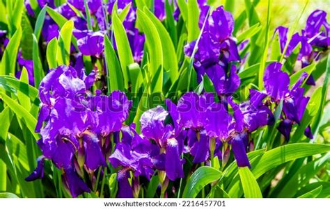 51708 Violet Iris Blooms Images Stock Photos And Vectors Shutterstock