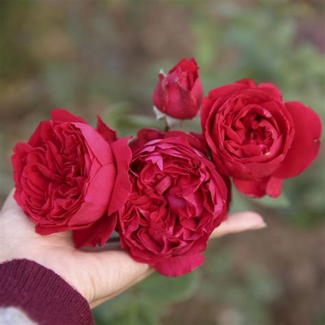 7 Giống Hoa Hồng đỏ Tươi đẹp Rực Rỡ Kiêu Kỳ