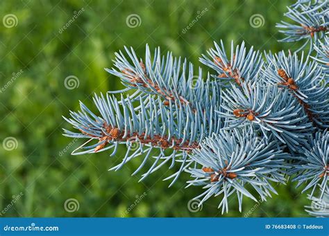 Blue Spruce Branch Stock Photo Image Of Forest Picea 76683408