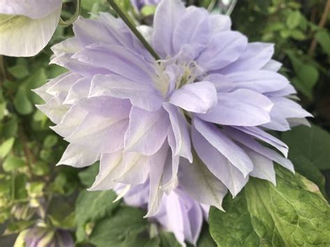 Use them in commercial designs under lifetime, perpetual & worldwide rights. Clematis Dennys Double - Taylors Clematis