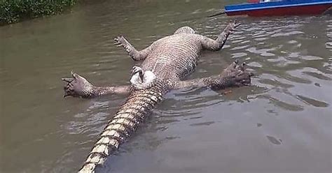 Alligator Erections Album On Imgur