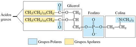 Estrutura De Uma Molécula De Fosfatidilcolina Download Scientific