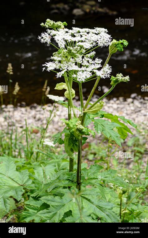 Giant Hogweed Heracleum Mantegazzianum Growing Beside A River Stock