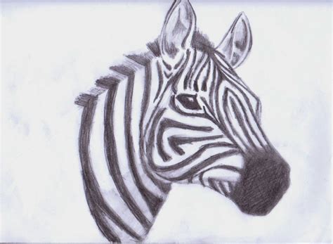 See more ideas about easy drawings, drawings, cool drawings. Zebra drawing - Animals Fan Art (33043970) - Fanpop