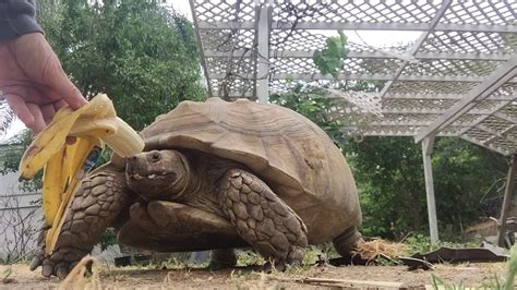 Sulcata Tortoise Adoption Youtube