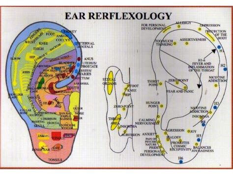 Pin By Krystal Jensen On Massage Reflexology Chart Ear Reflexology