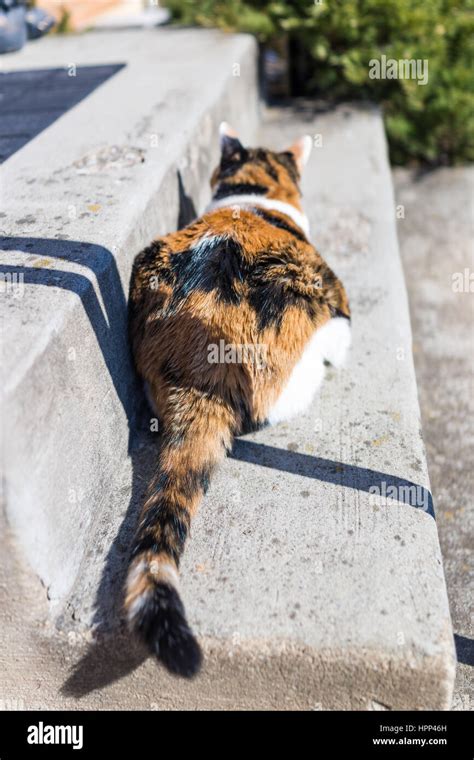 Calico Cat High Resolution Stock Photography And Images Alamy