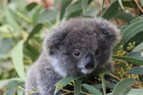 Stop Everything And Look At This Tiny Baby Koala