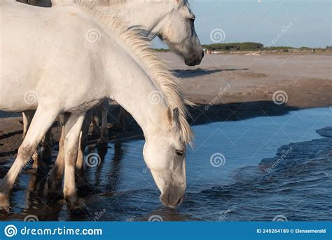 White Horses Drink Water Close Stock Image Image Of White Closeup
