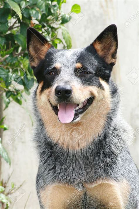 Australian Cattle Dog Blue Heeler Stock Photo Picture And Royalty
