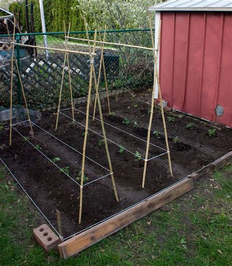 Trellising System For Tomatoes Tomato Trellis Front Yard Garden