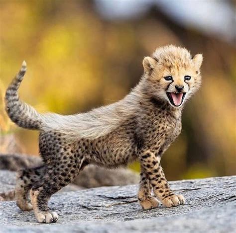 Pin By Cheryl Hudson On Fantastic Beasts African Animals Cheetah