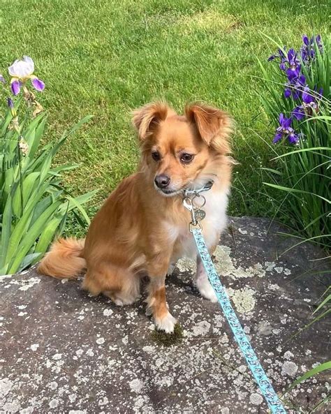 Golden Chi Golden Retriever And Chihuahua Mix Info Pictures Faqs And More