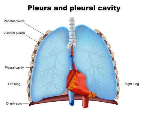 Pleura Stock Photos Pictures And Royalty Free Images Istock