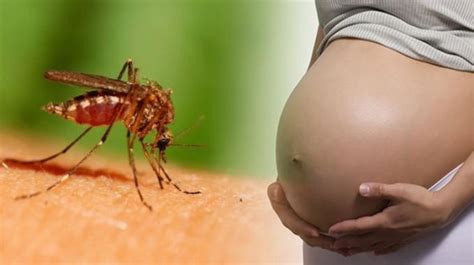 local zika transmission now in both texas and florida travelbug health