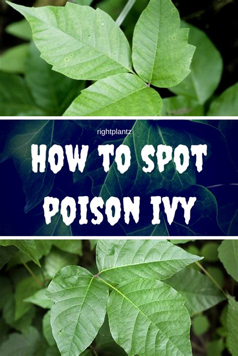 How To Tell Poison Ivy Plant
