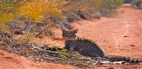 Invasive Predators Are Eating The Worlds Animals To Extinction And