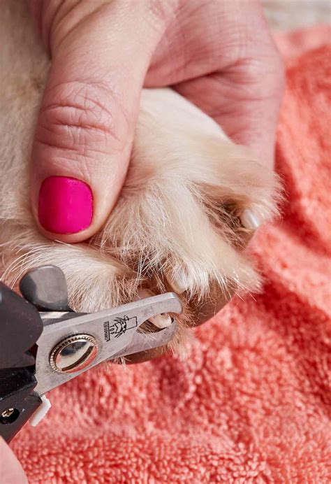 How To Trim A Dogs Nails At Home Step By Step Directions From Pros