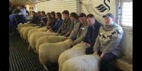 Three Men Convicted For Operating Sheep Brothel In Wales
