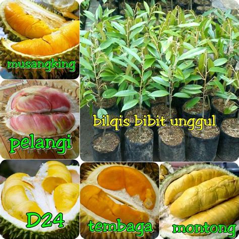 Jual Promo Paket Bibit Buah Durian Asli Di Lapak Bilqis Bibit Unggul