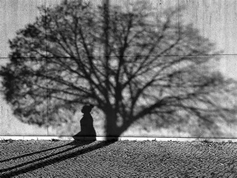 The Shadow Of A Woman In The Shadow Of A Treetop Photograph By Miguel