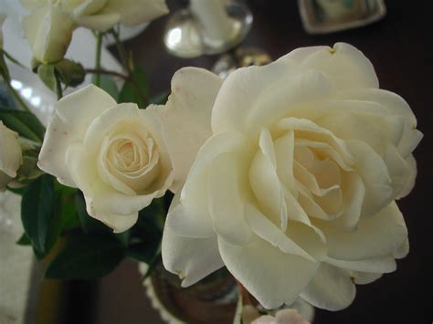 Free White Roses Stock Photo