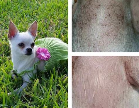 Chihuahua Itching Skin Petsidi