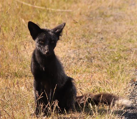 Black Fox In The San Juan Islands Of Washington State Usa