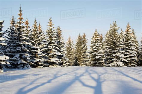 Tree Shadows Across A Snow Covered Area With Evergreen
