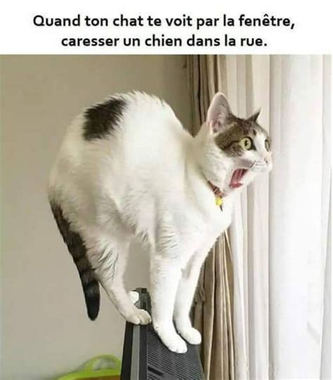 Chat Et Chien Drole Animaux De Compagnie