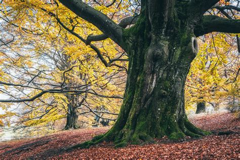 Forest Of The Giant Beech Trees On Behance