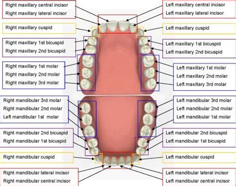 Teeth Names And Locations In Human Mouth