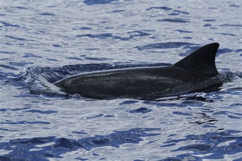 Sensory Ecology Pygmy Killers And Dwarf Sperm Whales