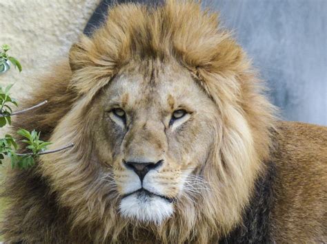 Free Images Wildlife Zoo Africa Mane Fauna Lion Cage Big Cat