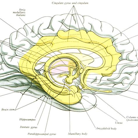 4 A Illustration Showing The Location Of Medial Temporal Lobe