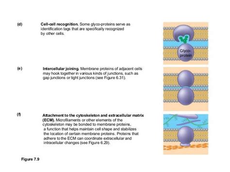 Membrane Function And Structure And Cell Transport