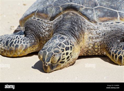 Hawaiian Green Sea Turtle Chelonia Mydas Resting On Beach Sand Island