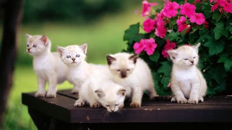 Five Cute White Kittens Wallpaper Faxo Faxo