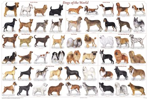 My Top Collection Breeds Of Dogs