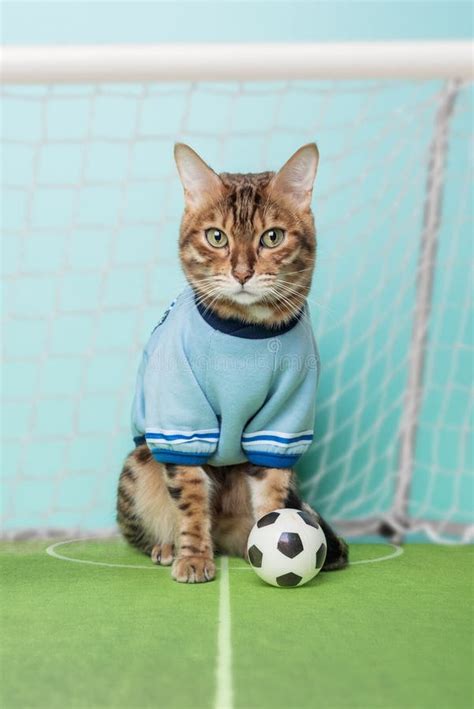 Bengal Cat With A Soccer Ball Sits On The Soccer Field Near The Gate