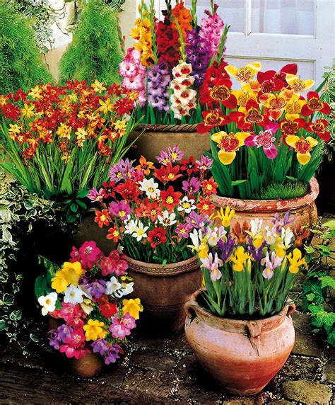Summer flowering bulbs have similar planting instructions as spring blooming bulbs, although they are do summer bulbs come back each year? 100 Summer Flowering Bulbs! | Flower Bulbs from Bakker ...