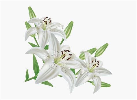 Easter Lily Png Free Transparent Clipart Clipartkey Images And Photos Finder