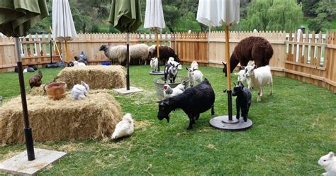 Petting zoos and pony rides are perfect for: Best Mobile Kids Birthday Parties in San Jose, CA | EventZingo