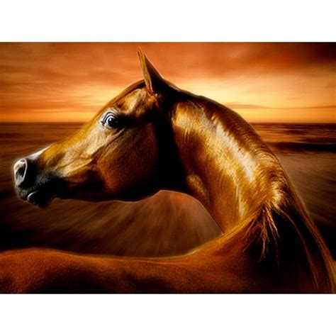 Free Spectacular Arabian Horse Sunset Wallpaper Download The Free