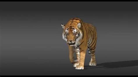 Tiger 3d Animation Camera 136 Tiger Animated 3d Models Available For