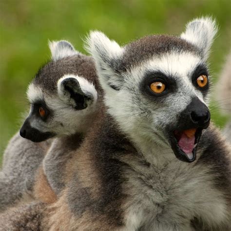 25 Hilariously Funny Photos Of Shocked Animals Best