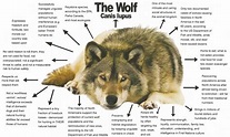 Wolf Facts - Conservation.Link